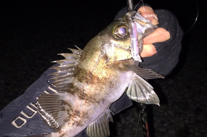 メバルを釣る メバリングって メバリング入門 釣れるんか