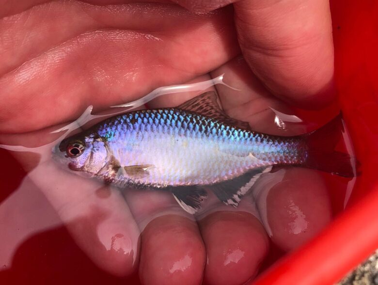 タナゴを釣る!【タナゴ釣り入門】 | 釣れるんか?