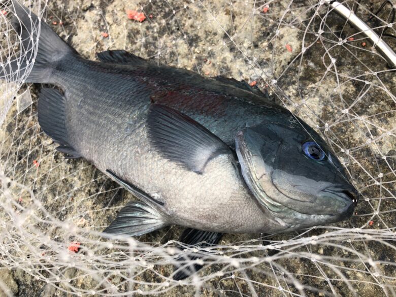 グレを釣る 磯釣り入門 磯釣り仕掛け 釣れるんか