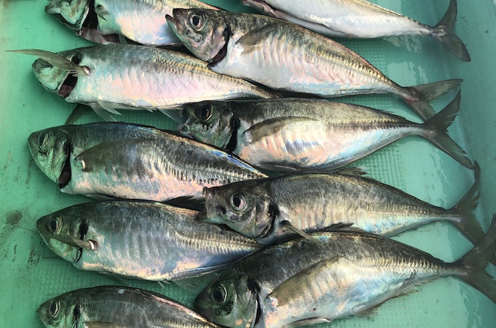 鬼アジ オニアジ の釣り方 船アジ釣り入門 釣れるんか