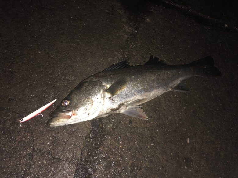 シーバスの釣り方 シーバス入門 釣れるんか