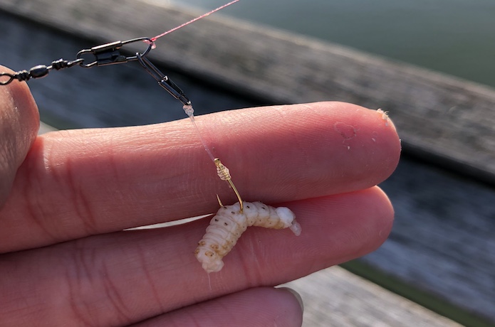 ワカサギの釣り方 ワカサギ釣り入門 釣れるんか