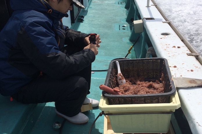 イサキ 釣り方
