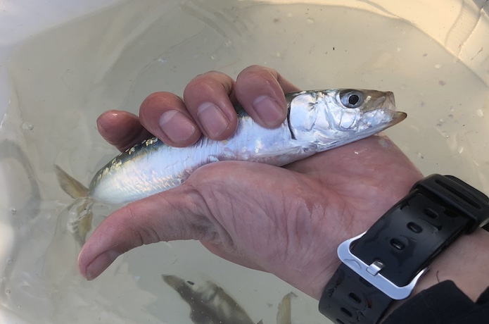 サビキ釣り イワシ