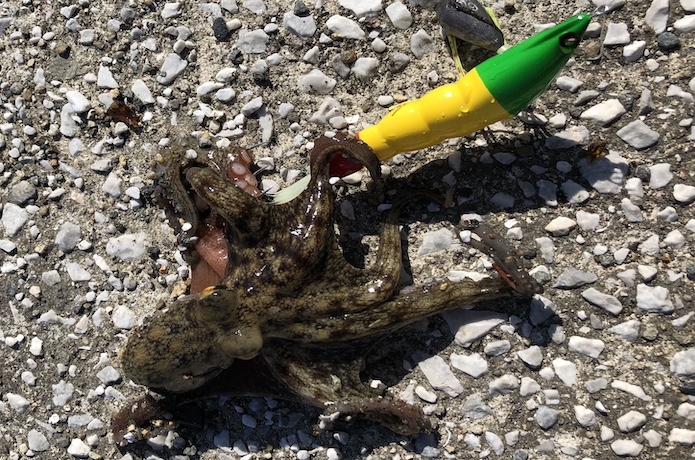 タコエギ タコやん ギニア