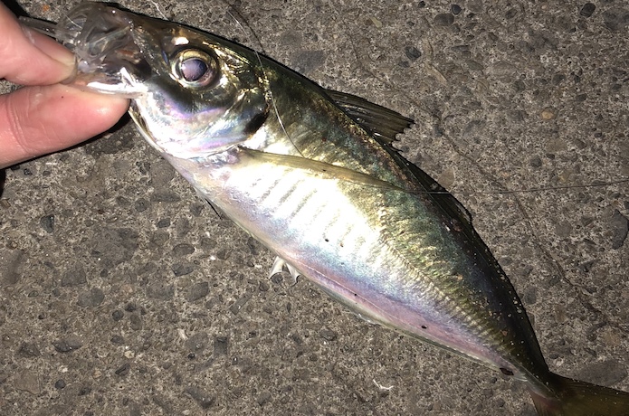 アジング 釣り方