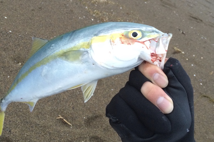 ショアジギング 釣り方