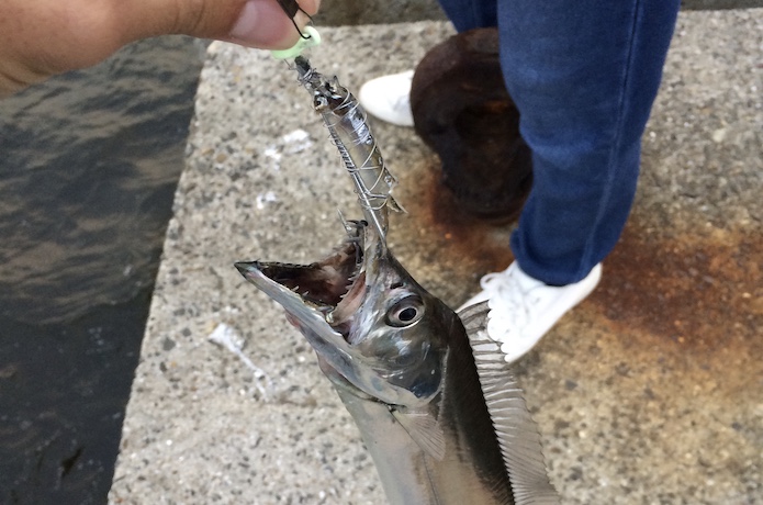 タチウオ 引き釣り 釣り方