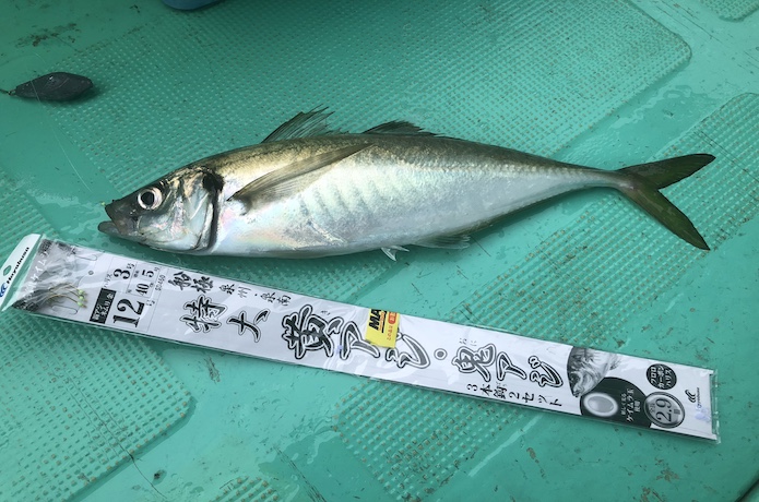 鬼アジ ハヤブサ 仕掛け