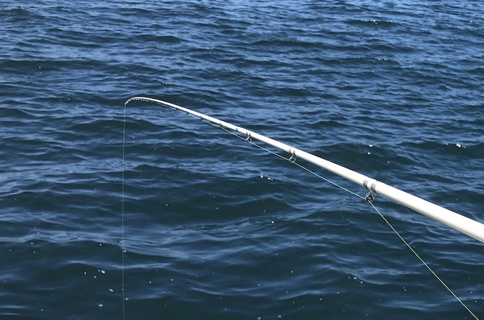 ロッド】海上釣堀の脈釣り（ズボ釣り・探り釣り）に適した竿の選び方と 