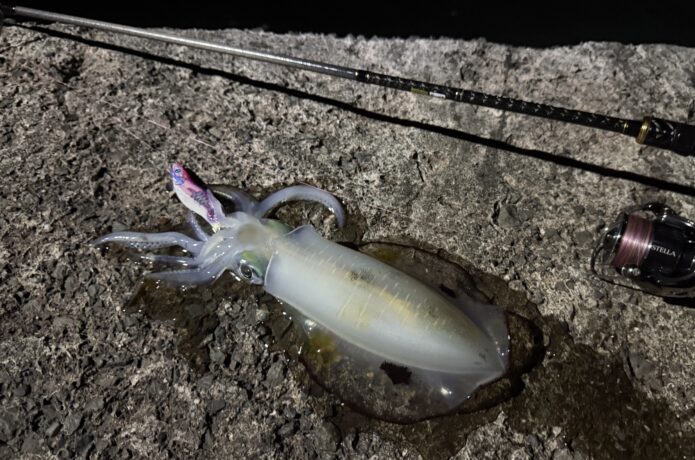 エギ　おすすめ