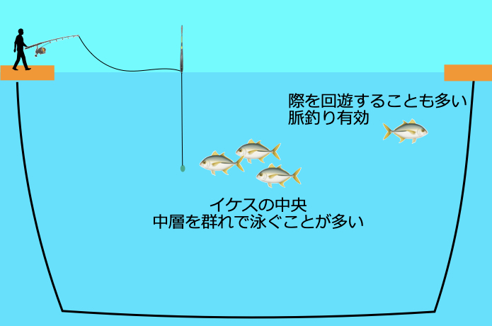海上釣堀 シマアジ