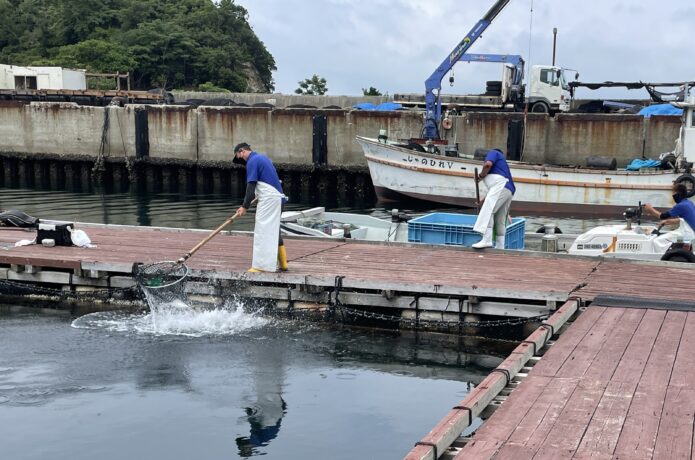 海上釣堀　放流