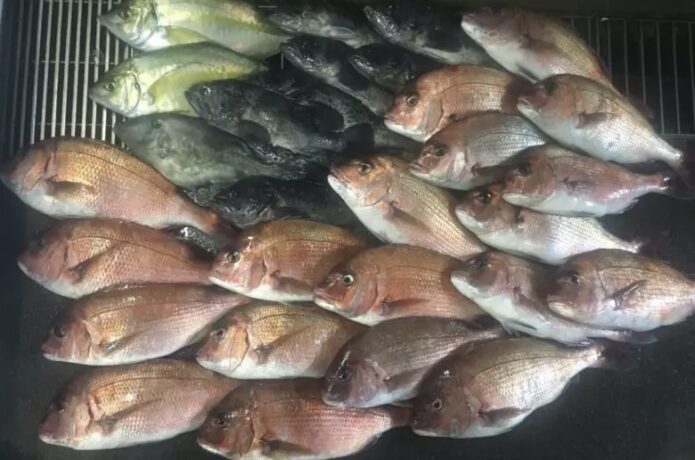 海上釣堀 釣れる魚