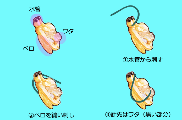 アサリ　付け方