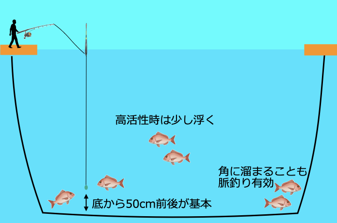 海上釣堀 真鯛