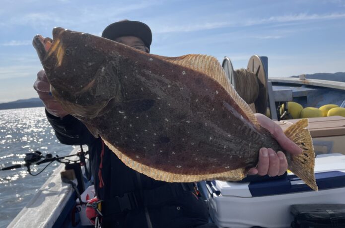 ヒラメ 釣果